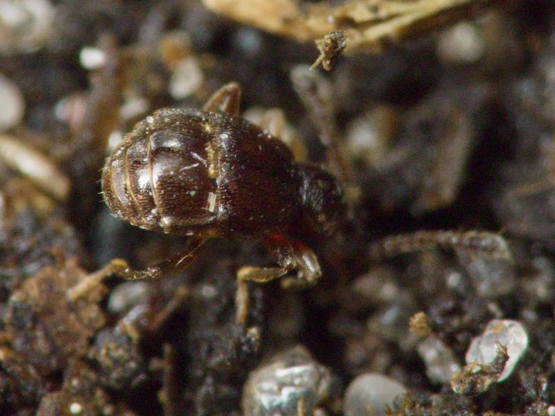 Brachygluta fossulata (Reichenbach, 1816)